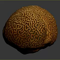 Vibrant Orange Aquatic Creature With Intricate Brain Like Patterns In Ocean Habitat