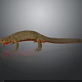 Brown Salamander With Red Belly And Limbs On Dark Background With Reflection 3d model