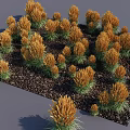 Golden Yellow Flowering Plants with Green Leaves and Dense Growth in Black Soil