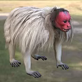 Gray White Fur Monkey With Red Face Standing On Grass Near Green Plants And Dirt Path