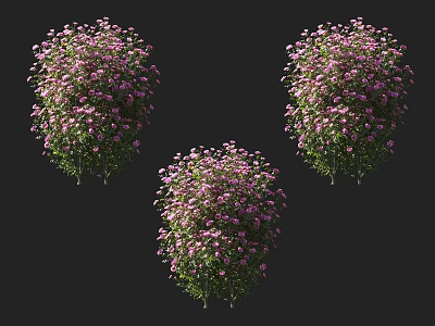 Three Lush Healthy Flowering Shrubs With Pink Flowers And Green Foliage 3d model