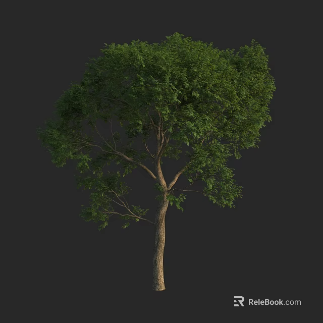 Tall Arbor With Lush Green Foliage And Natural Trunk Isolated On Black 3d model 