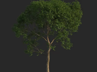 Tall Arbor With Lush Green Foliage And Natural Trunk Isolated On Black 3d model
