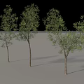 Lush Green Arbor Trees With Brown Trunks And Natural Shadows 3d model