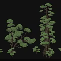 Tall Arbor 3D Models With Different Sizes Lush Foliage And Trunk Details