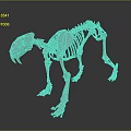 Highly Detailed 3D Rendered Cat Skeleton Anatomical Structure Model