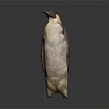 Emperor Penguin Standing Isolated on Gray Background with Black and White Plumage