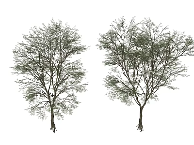 Two Tall Arbor Trees with Thick Trunks Extended Branches and Green Leaves in Natural Form 3d model