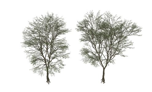 Modern Tree Landscape Tree 3d model