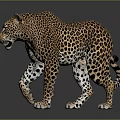 Realistic Spotted Leopard Standing In Lifelike Posture On Gray Background With Detailed Fur