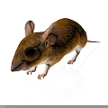 Brown Mouse with Large Ears and White Paws Standing on Smooth Surface Against White Background