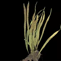 Green Leafy Plant with Long Curved Leaves and Root Structure on Black Background