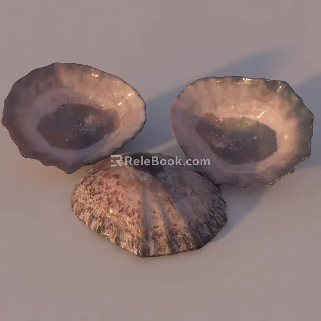Shell 3d model