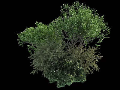 Various Types Of Green Shrubs With Lush Foliage And Diverse Growth Forms 3d model
