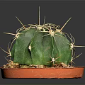 Green Cactus Plant With Yellow Spines In Orange Pot And Soil
