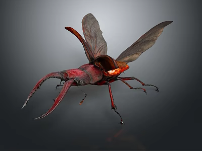 Red Flying Beetle With Spread Wings And Long Horns On Gray Background 3d model Red Flying Beetle With Spread Wings And Long Horns On Gray Background 3d model