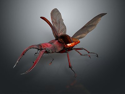 Modern Beetle Scarab Insect 3d model