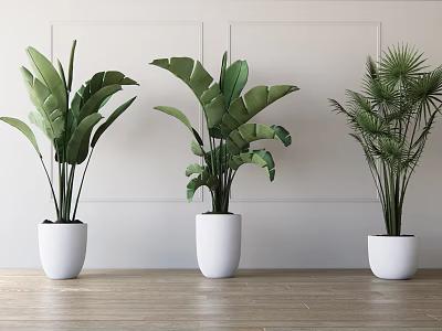 Different Types of Potted Plants in White Pots for Modern Interior Decoration 3d model