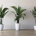 Different Types of Potted Plants in White Pots for Modern Interior Decoration