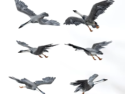 Flying Geese in Various Flight Poses Against White Background 3d model