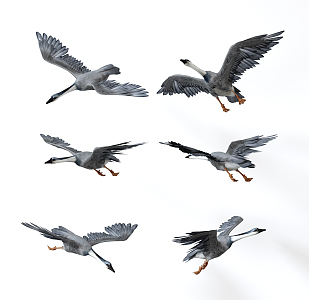 modern bird wild goose 3d model