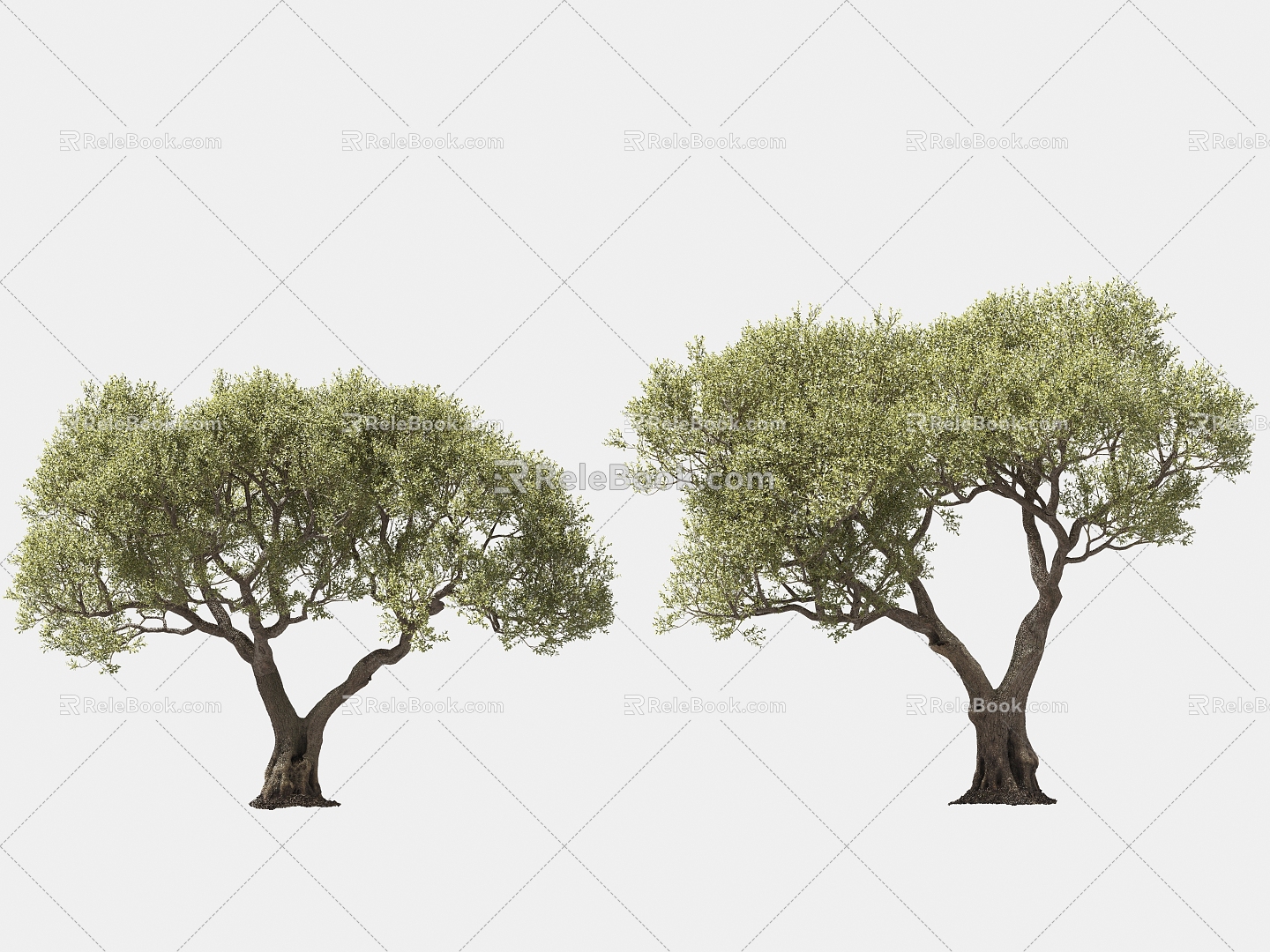 olive tree solitary tree planting arbor landscape tree trees 3d model