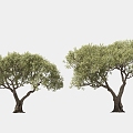 olive tree solitary tree planting arbor landscape tree trees 3d model