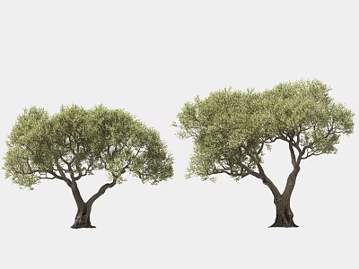 Lush Green Olive Trees Standing Tall With Dense Foliage And Strong Trunks 3d model