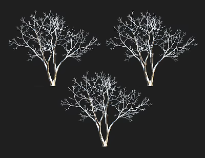 Three Isolated Leafless Trees With Bare Branches On Black Background 3d model