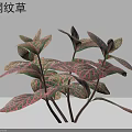 Red Nerve Plant with Red and Green Reticulated Leaves as Indoor Ornamental Plant