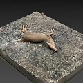 Dead Deer Carcass Found Lying on Gravel Ground With Scattered Feathers
