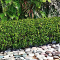 Outdoor Garden Living Plant Wall With Lush Green Plants And Natural Scenery