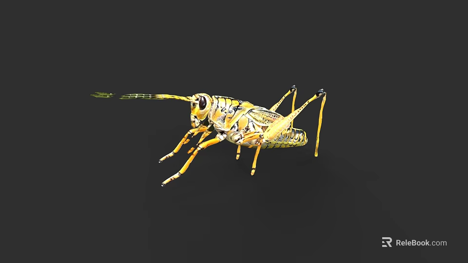 Detailed Yellow And Black Grasshopper With Long Antennae On Dark Background 3d model 