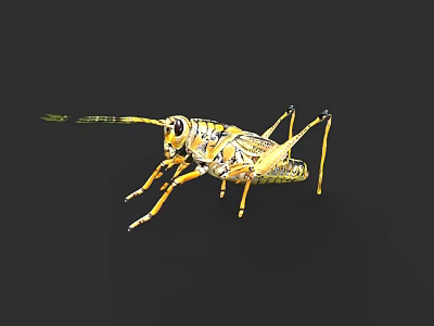 Detailed Yellow And Black Grasshopper With Long Antennae On Dark Background 3d model