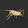 Detailed Yellow And Black Grasshopper With Long Antennae On Dark Background
