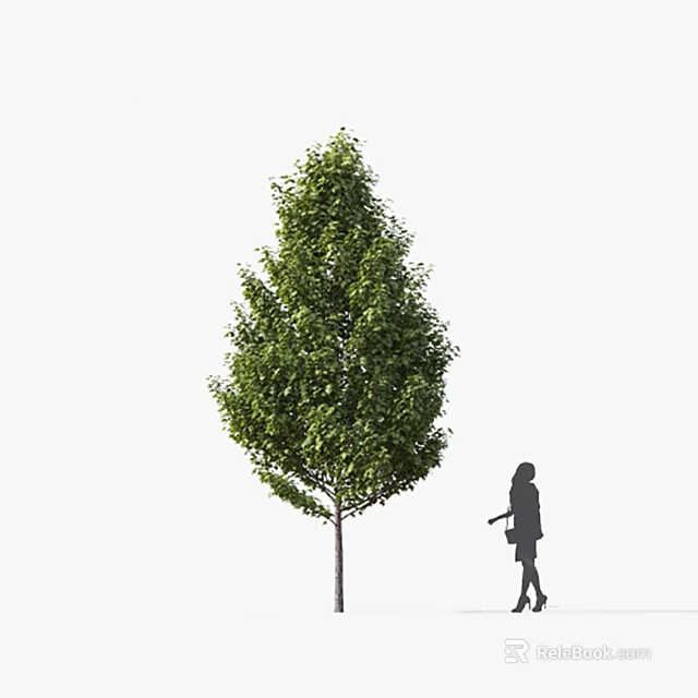 Tall Arbor With Green Leaves Standing Beside Silhouette Pedestrian On White Background 3d model 
