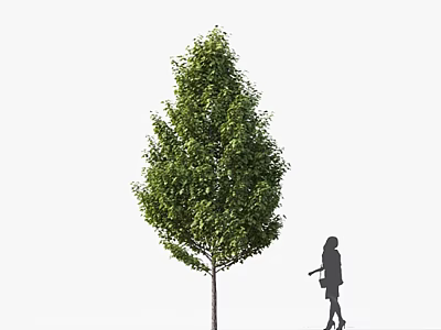 Tall Arbor With Green Leaves Standing Beside Silhouette Pedestrian On White Background 3d model