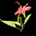 Vibrant Red Hibiscus Flower With Lush Green Leaves On Black Background