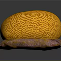 Intricate Brain Coral With Yellow Patterns On Pink Orange Base Structure 3d model