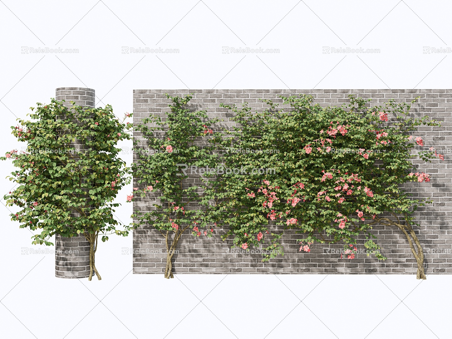 Rose Rosa Vine Plant Climbing Vine Green Plant Flower Wall 3d model