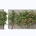 Vines With Pink Flowers On Brick Wall And Column