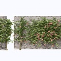 Rose Rosa Vine Plant Climbing Vine Green Plant Flower Wall 3d model