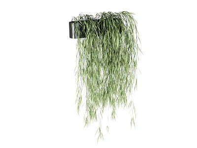 Hanging Bonsai Potted Plant With Long Trailing Green Leaves In Black Pot 3d model