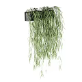 Hanging Bonsai Potted Plant With Long Trailing Green Leaves In Black Pot