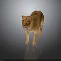 Realistic Brown Lioness Standing With Open Mouth And Reflection On Gray Surface