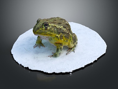 Modern frogs Frogs 3d model