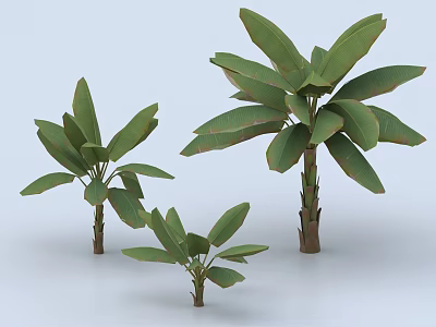 Three Tropical Trees With Broad Green Leaves And Varying Sizes 3d model