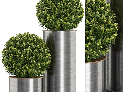 Lush Green Topiary Bonsai Potted Plants With Silver Metal Cylindrical Pots Of Various Heights 3d model
