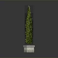 Green Tall Cypress Plant in White Hexagonal Pot with Grey Background