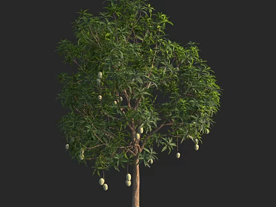 Tall Arbor With Lush Green Leaves And Hanging Fruits On Black Background 3d model